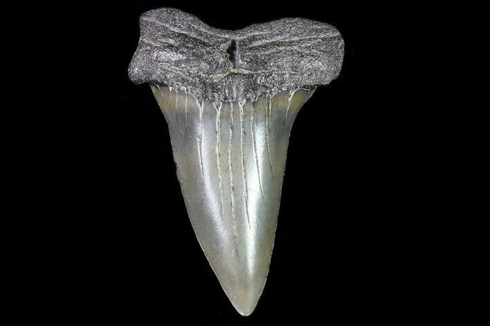 Fossil Mako Shark Tooth - Georgia #75228